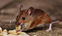 24 Hour & Emergency Exterminators in Fort Barnwell, NC